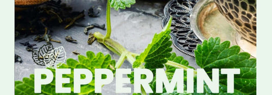 Pepparmynta och dess effekt på IBS & matsmältningen