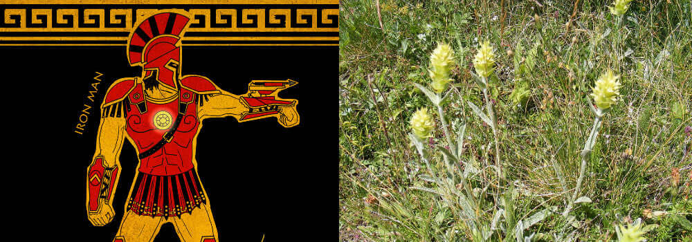 Sideritis / Ironwort / Grekiskt bergste, vad är det bra för?