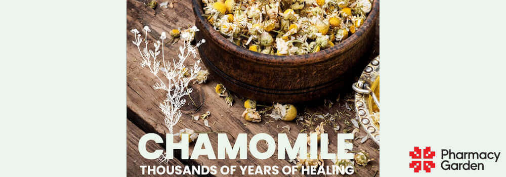 Chamomile - Kamomill 