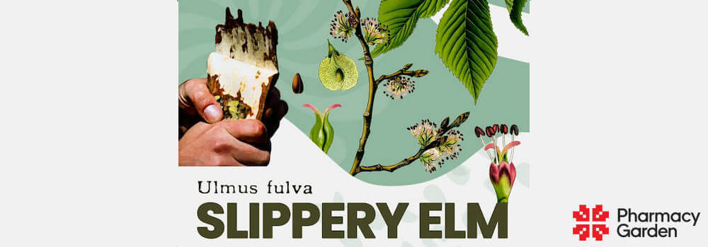 Slipper Elm - Hal Alm - Ulmus Fulva
