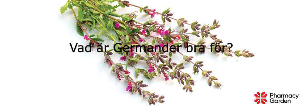 Vad används Germander till?