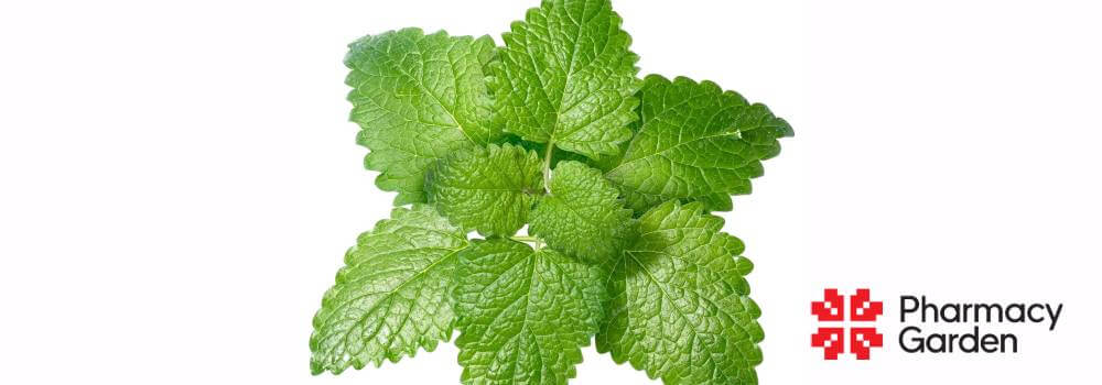 Vad är citronmeliss bra för?