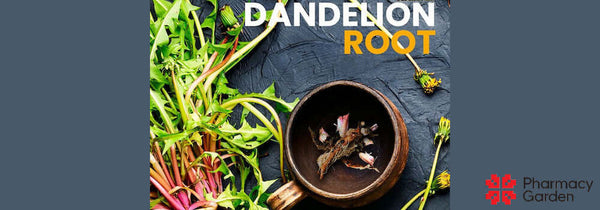 What is dandelion root good for?