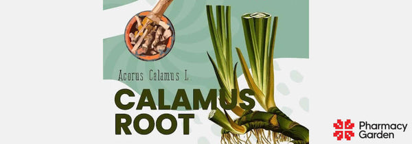 What is calamus root used for?