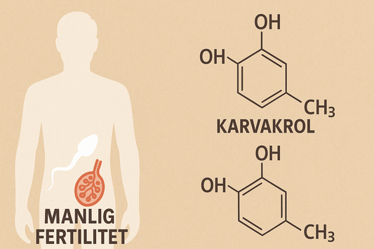 Karvakrol, Thymol och manlig fertilitet – vad säger forskningen?