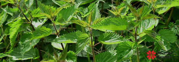 How is the body affected by stinging nettles, and what is precipitated in the tea water?