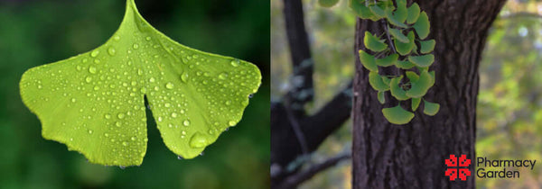 Vad är Ginkgo Biloba bra för?