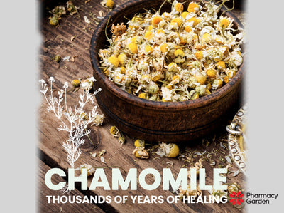 Herbal tea of Premium Chamomile (Matricaria chamomilla)