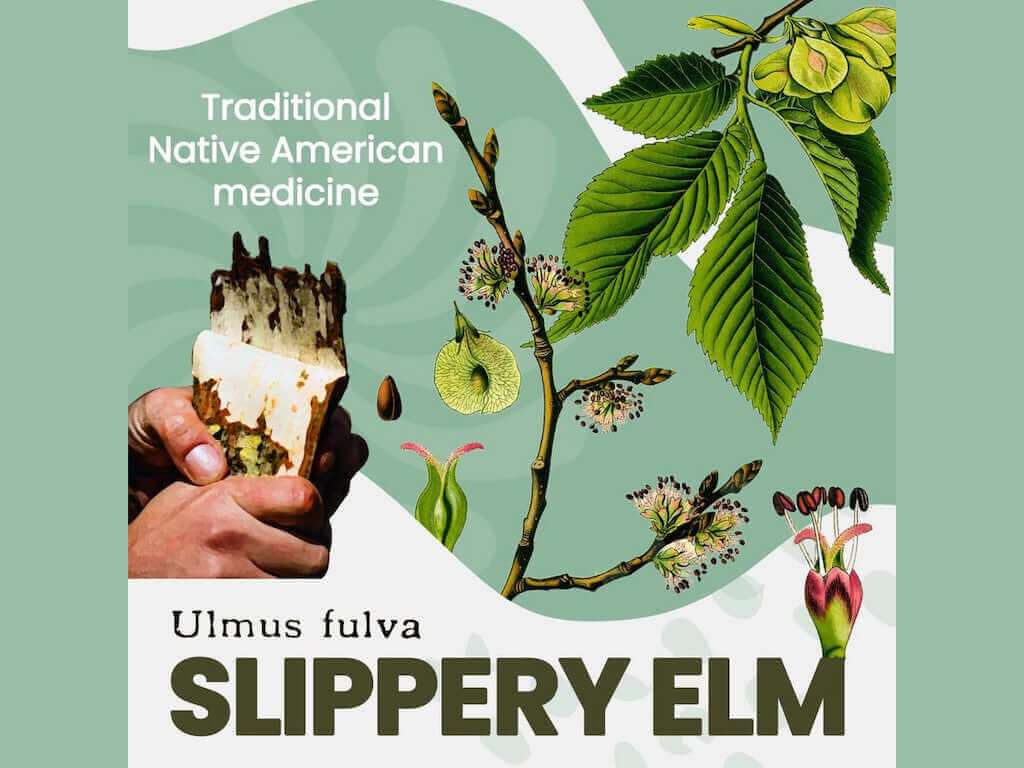 Recipe 1.2 - Magfokus - Slipper Elm - Hal Alm - Apotea